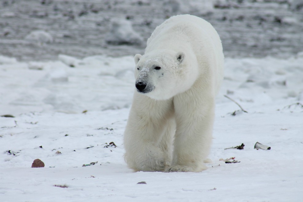 El cambio climático está causando cambios masivos en los animales del Ártico