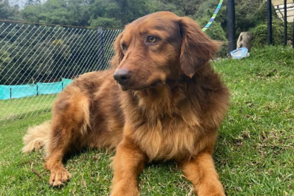 Funpaaf: una fundación encargada de rescatar perritos olvidados en las calles