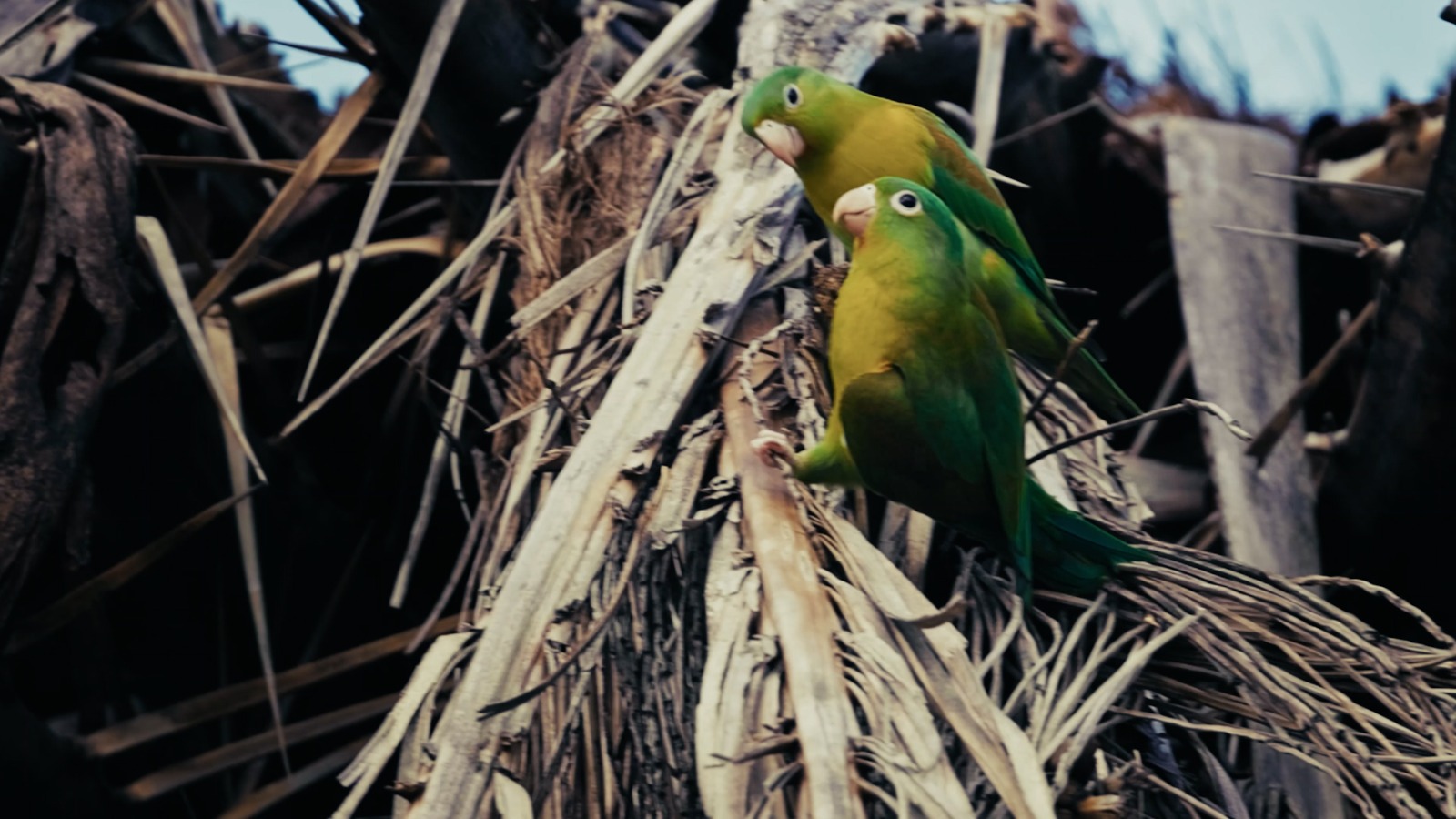 ¿En qué consiste el pago que hará Medellín por cuidar la biodiversidad?