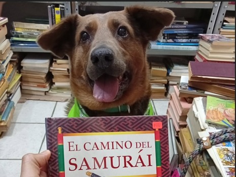 Perrito ciego fue rescatado en una feria del libro y ahora es “dueño” de una librería