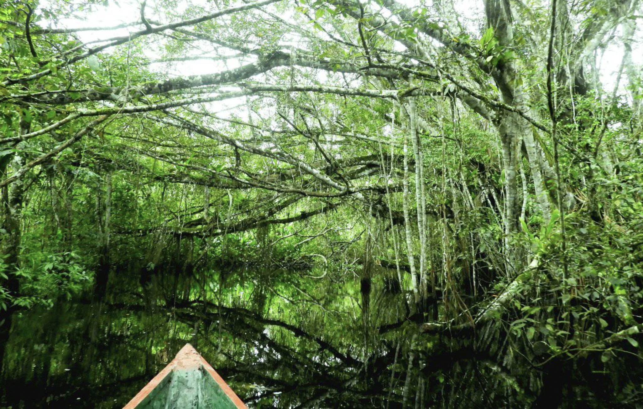 Descubrimiento en la Amazonía peruana: especie nunca antes vista