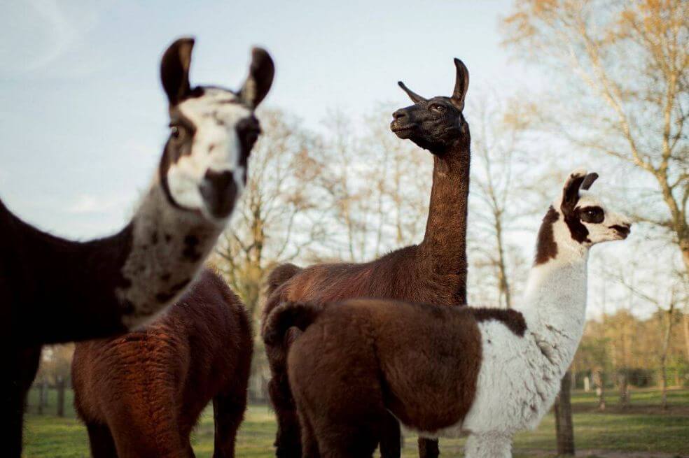Anticuerpos de llamas para neutralizar el virus SARS-CoV-2