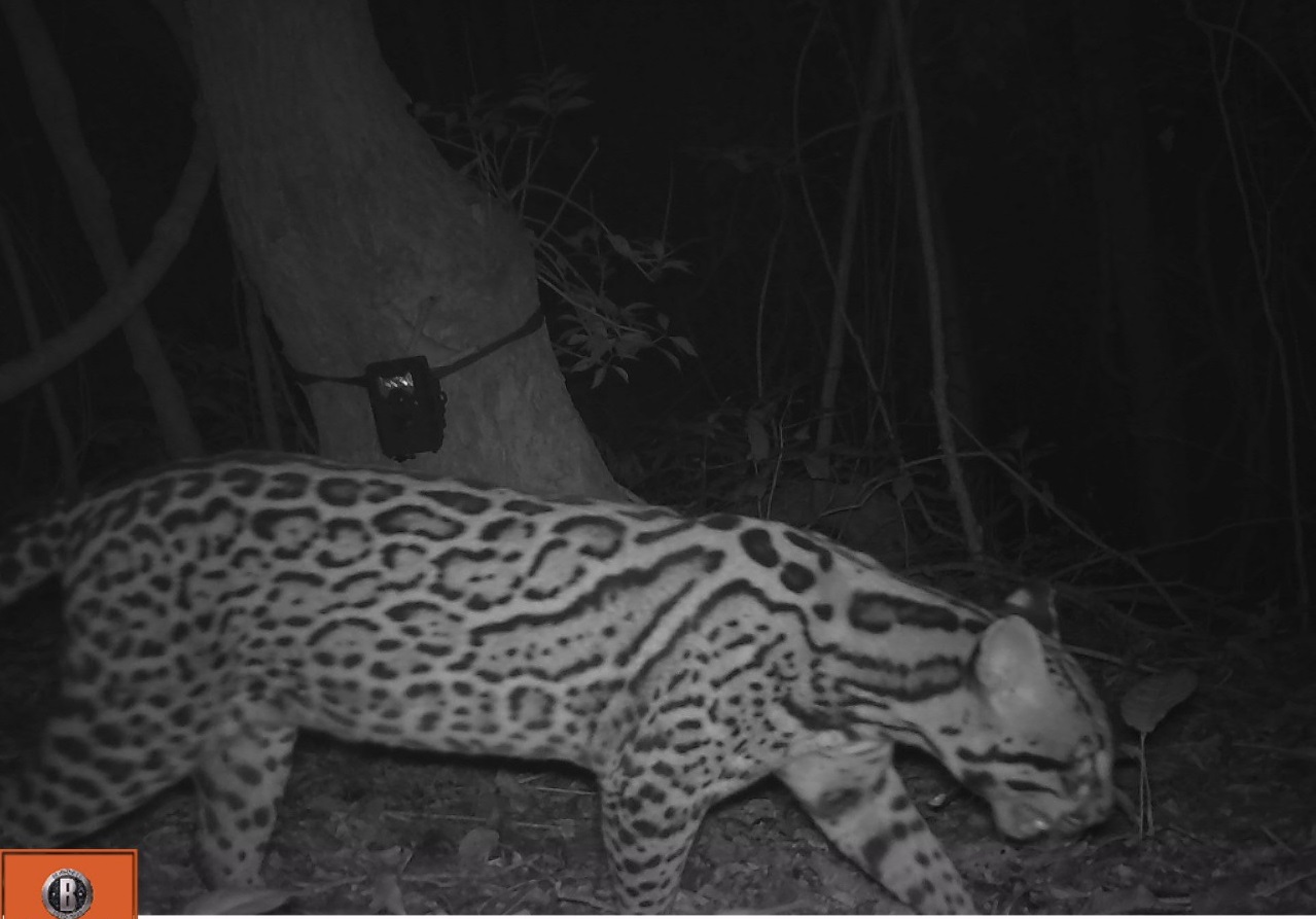 Tigrillos y otras especies silvestres fueron captadas en el Santuario natural Los Colorados