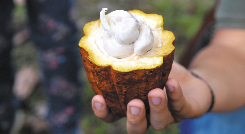 El cacao orgánico de Caquetá que una empresa alemana usa para producir chocolate