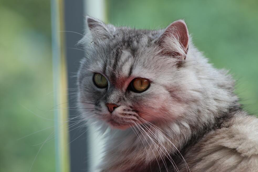 Estas son las razas de gatos que más duermen
