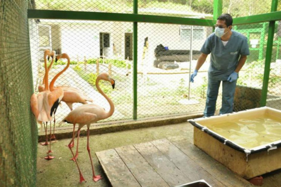 Éstos son los flamencos que tendrá que cuidar la Corporación Autónoma Ambiental de Bucaramanga mientras pasan su periodo de cuarentena y son reubicados en un zoologico. / Cortesía ASOCARS 