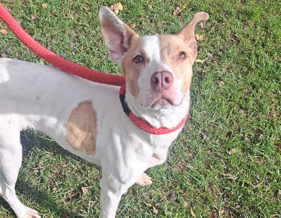Sasha, la perrita que vivió años abandonada en una terraza, ahora busca un hogar