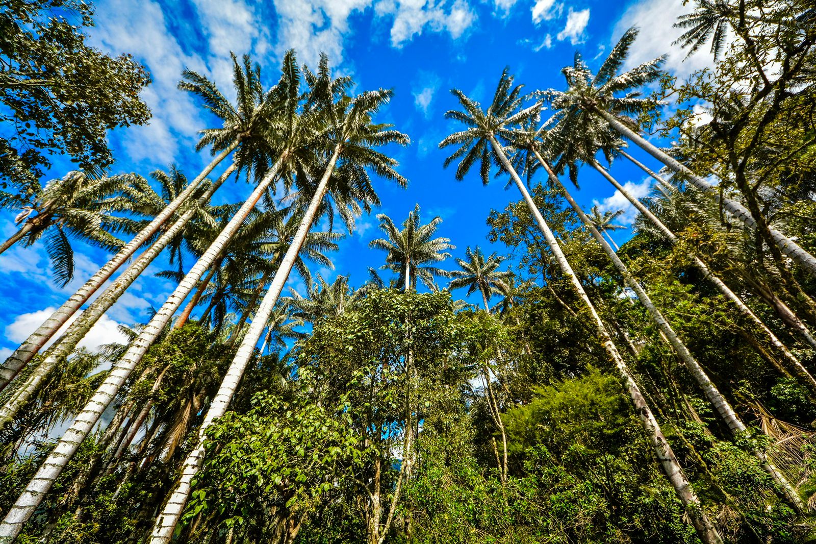 Tenerife, el paraíso de la palma de cera en el Valle del Cauca.
