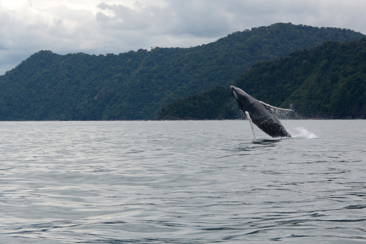 Empiezan a llegar las ballenas jorobadas al Pacífico colombiano