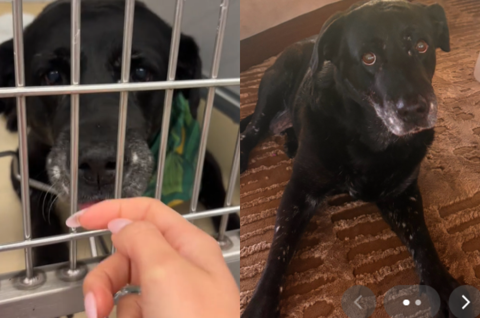 La razón por la que una mujer adoptó al perro más viejo del refugio: “era para mí”