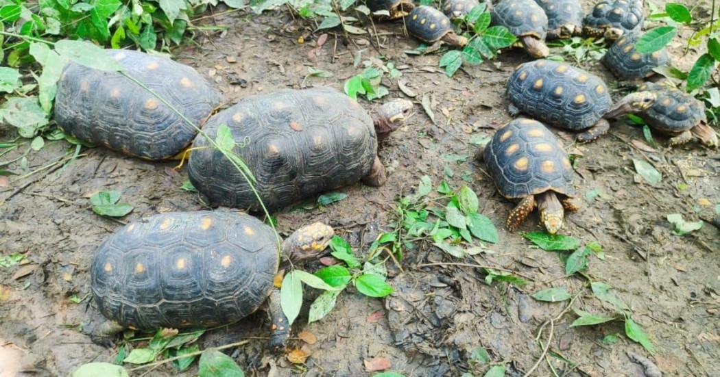 Animales rescatados fueron liberados por la Secretaría Ambiental en Bolívar
