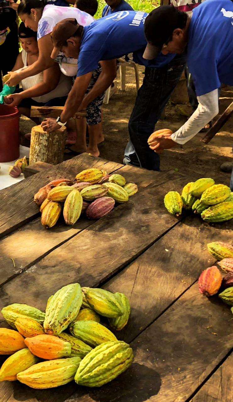 Cacao Disidente