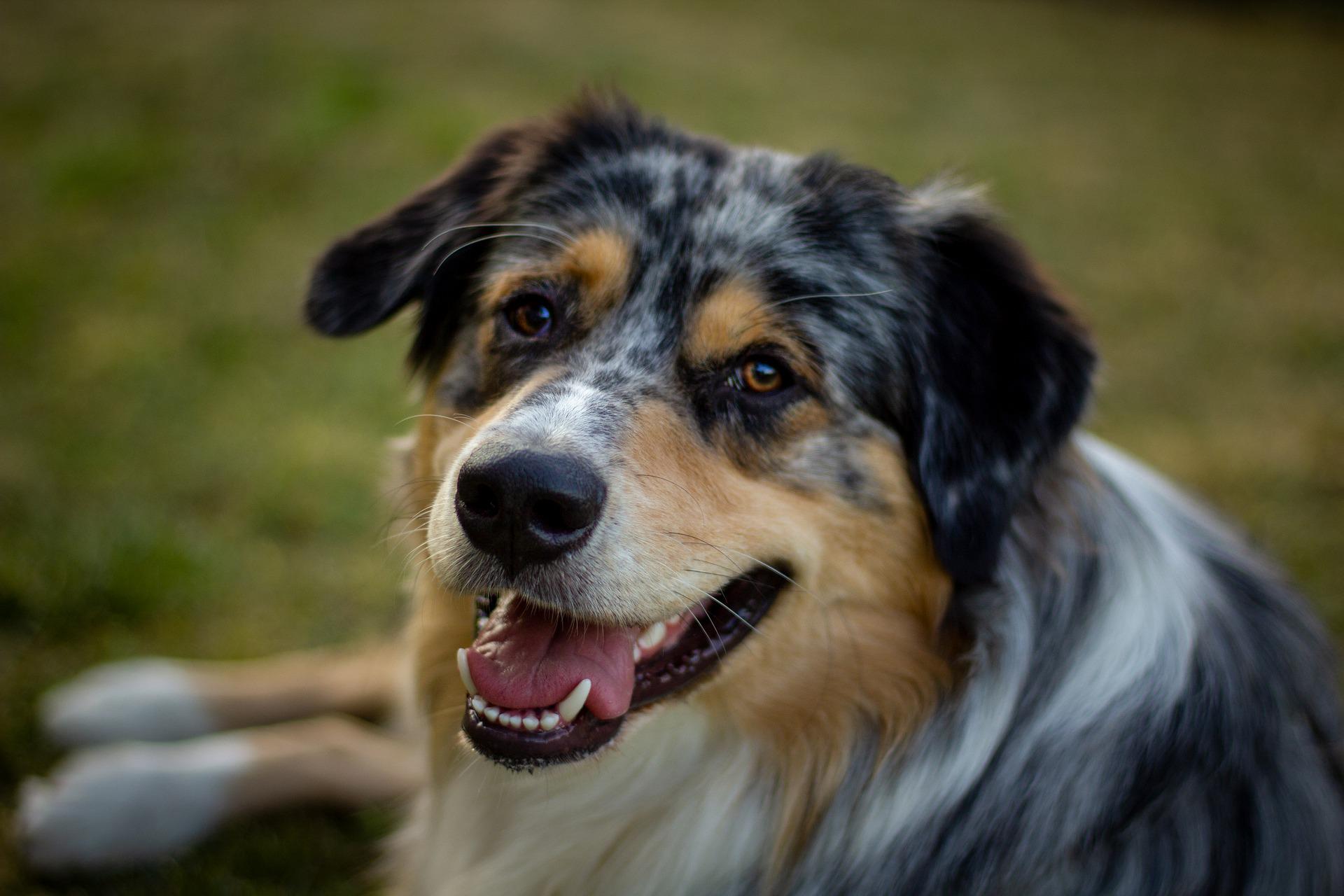 Pet Friendly: así será por primera vez la Caminata de la Solidaridad