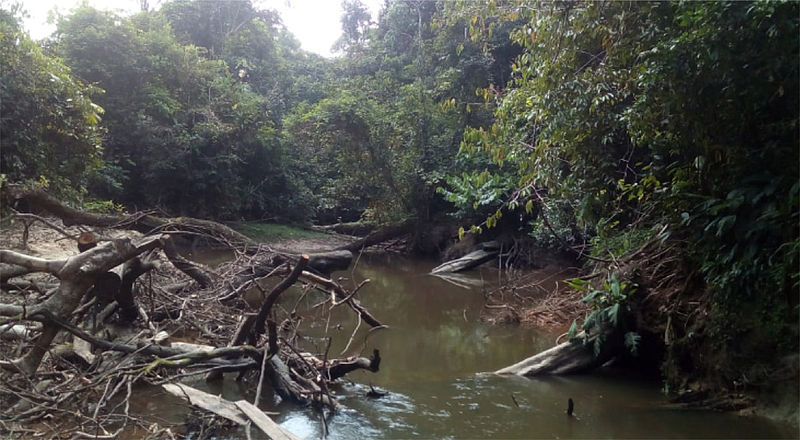 Denuncian ecocidio de un arroyo del Amazonas