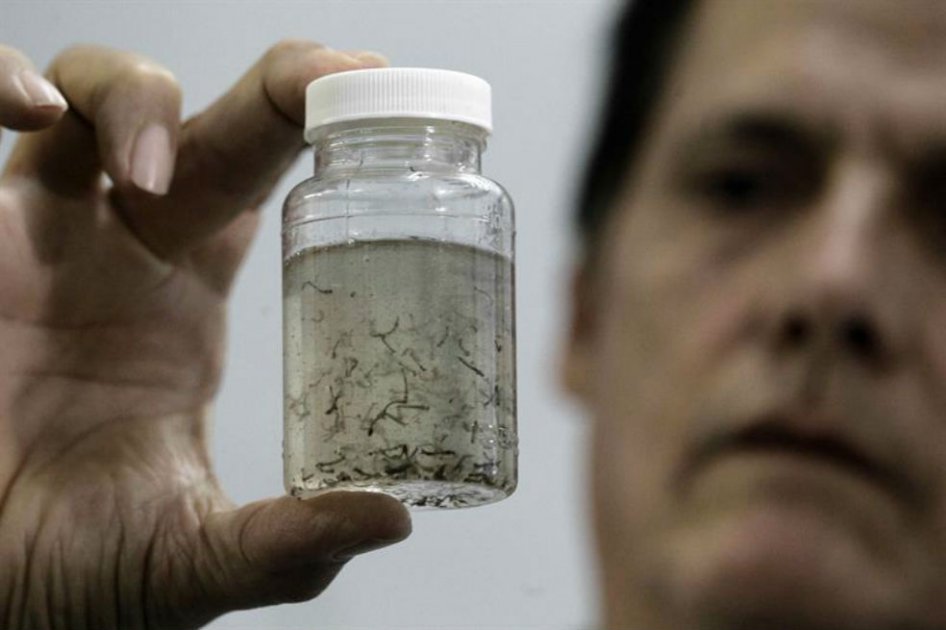 Rousseff dice que su Gobierno garantizará «todos los recursos» para combatir el zika