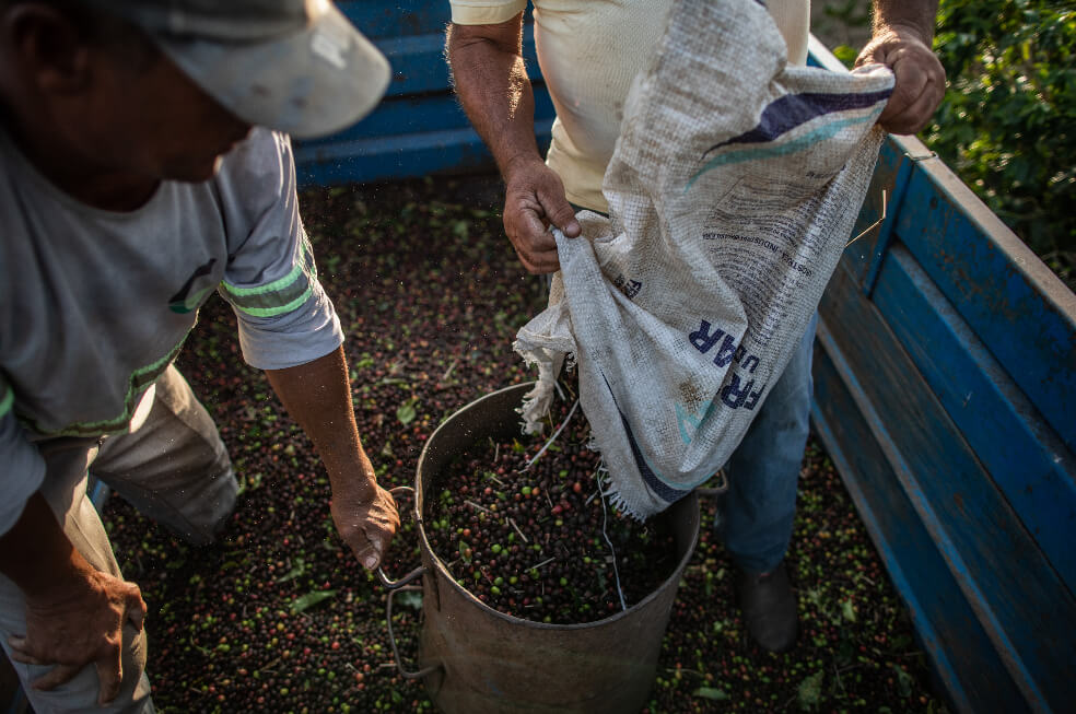 Producción de café subió 4 % en septiembre de 2019