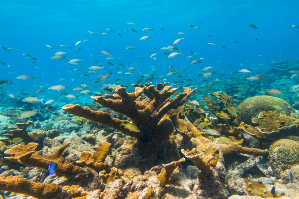 Los filtros solares que contienen oxibenzona estarán prohibidos en Aruba