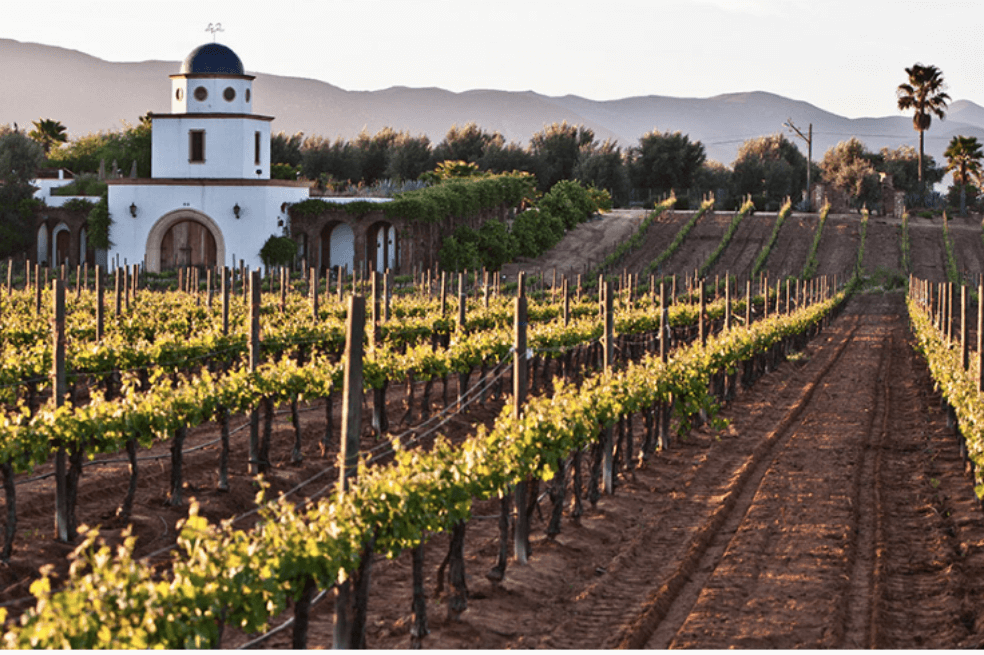 El México del vino