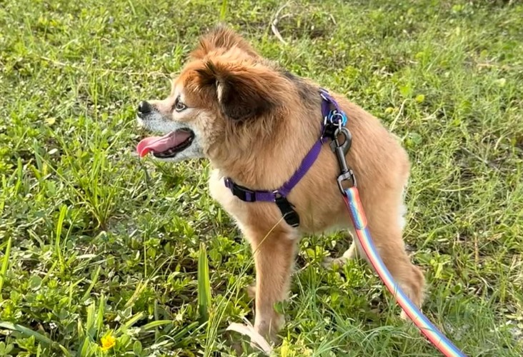 Tilly, la perrita con síndrome de columna corta que conmueve en redes por su rara apariencia