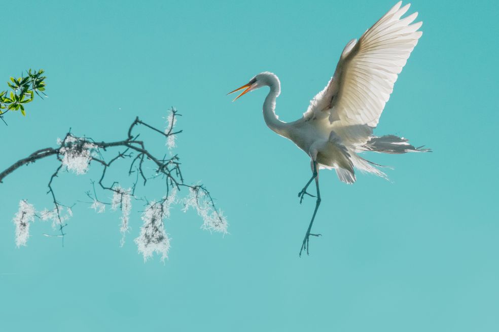 Categoría comportamiento aves: Fenqiang Liu ganó con la foto de una garceta grande, una especie que se caracteriza por reunirse en el Jardín Kraft Azalea, en Florida Central, para anidar en lo alto de los árboles.