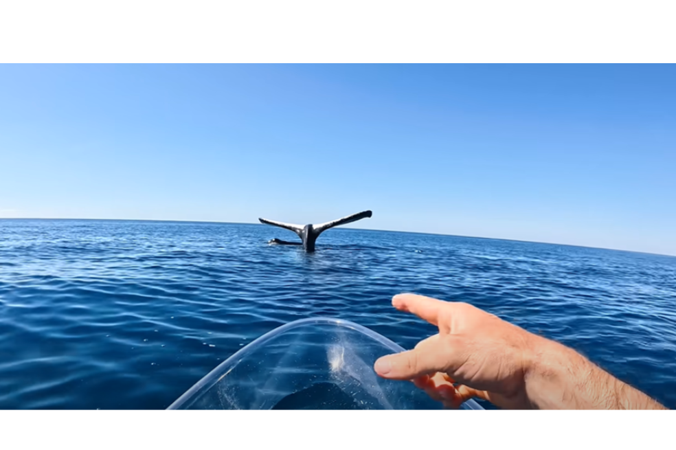 Video: avistan una ballena mientras hace una “parada de cabeza”