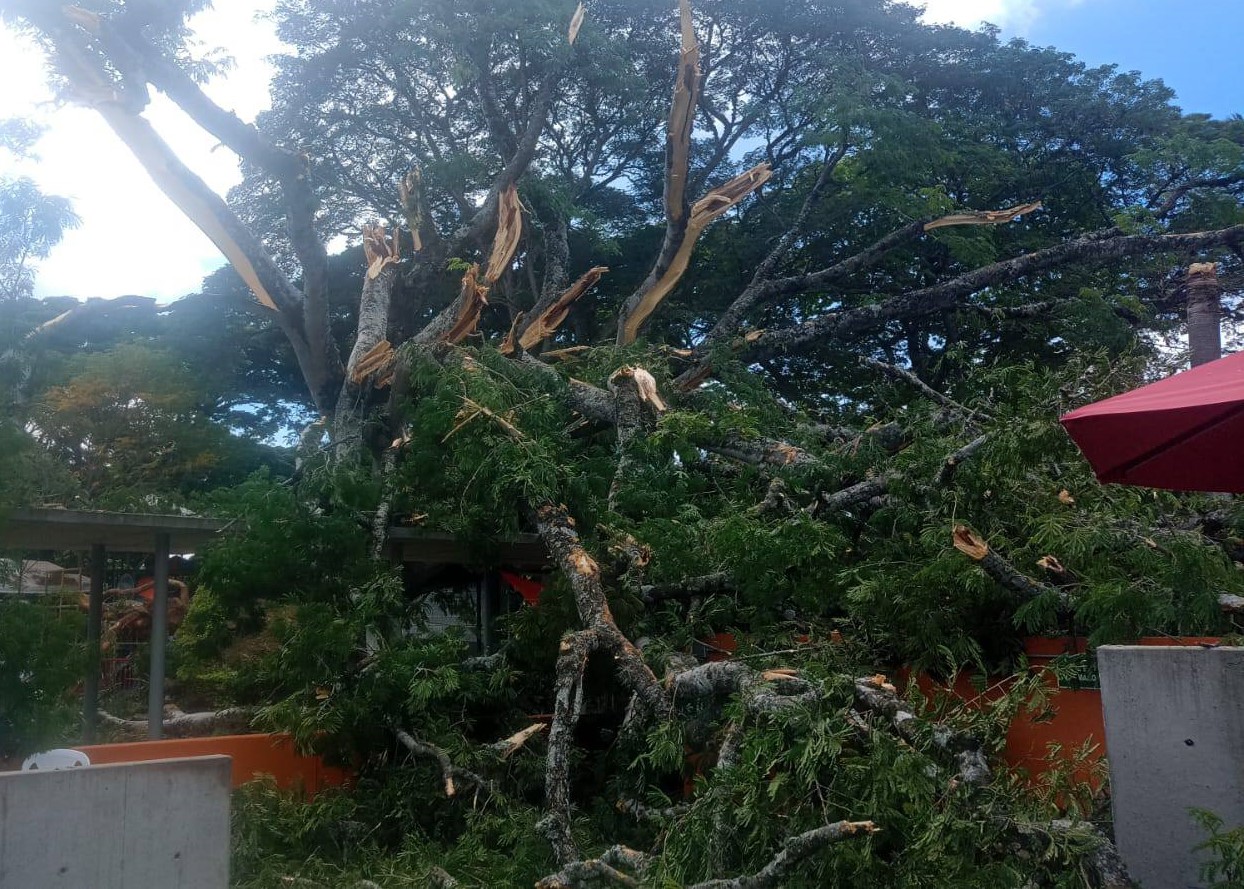 Caída de gigantesco árbol dejó 20 personas heridas en centro recreativo en Buga