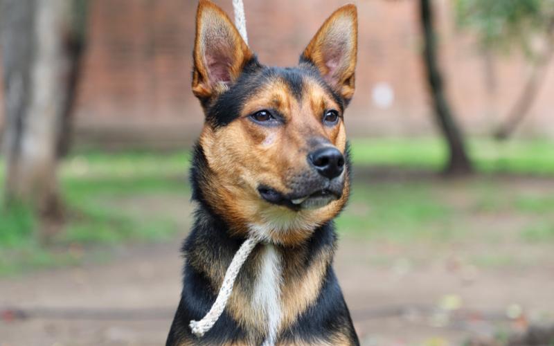 Buscan hogar para 123 perros y 9 gatos en Bogotá