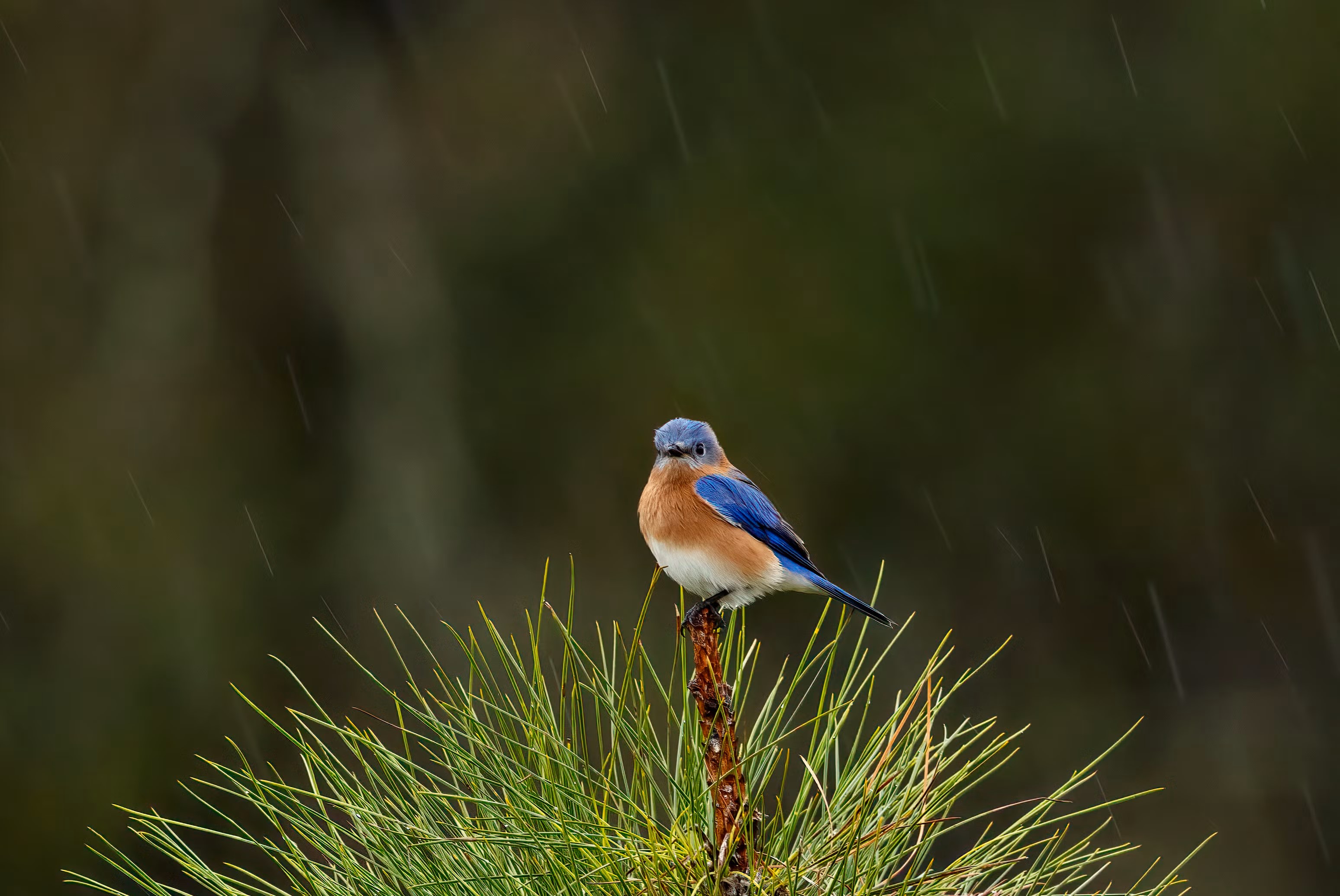Finalista | Rainy Day Blues
Parque Estatal Colt Creek | Aves