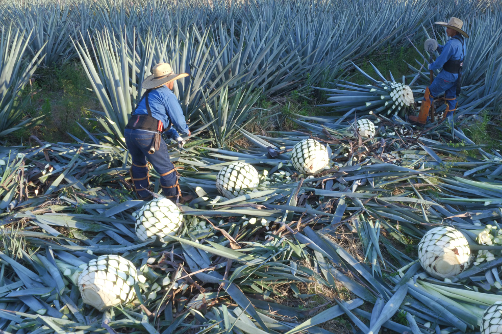Los trabajadores de Don Julio revisan a diario las plantaciones de agave azul.CortesíaPocos tequilas tienen mayor identidad que los de Don Julio. Actualmente, la marca comercializa seis variedades del producto: Añejo, Reposado, Blanco, 1942, Real y Cristalino, siendo esta su más reciente creación. Desde su lanzamiento en 2012, el Don Julio Cristalino ha revolucionado la industria. No pasaron muchos meses para que otras firmas tequileras añadieran productos similares a su portafolio.