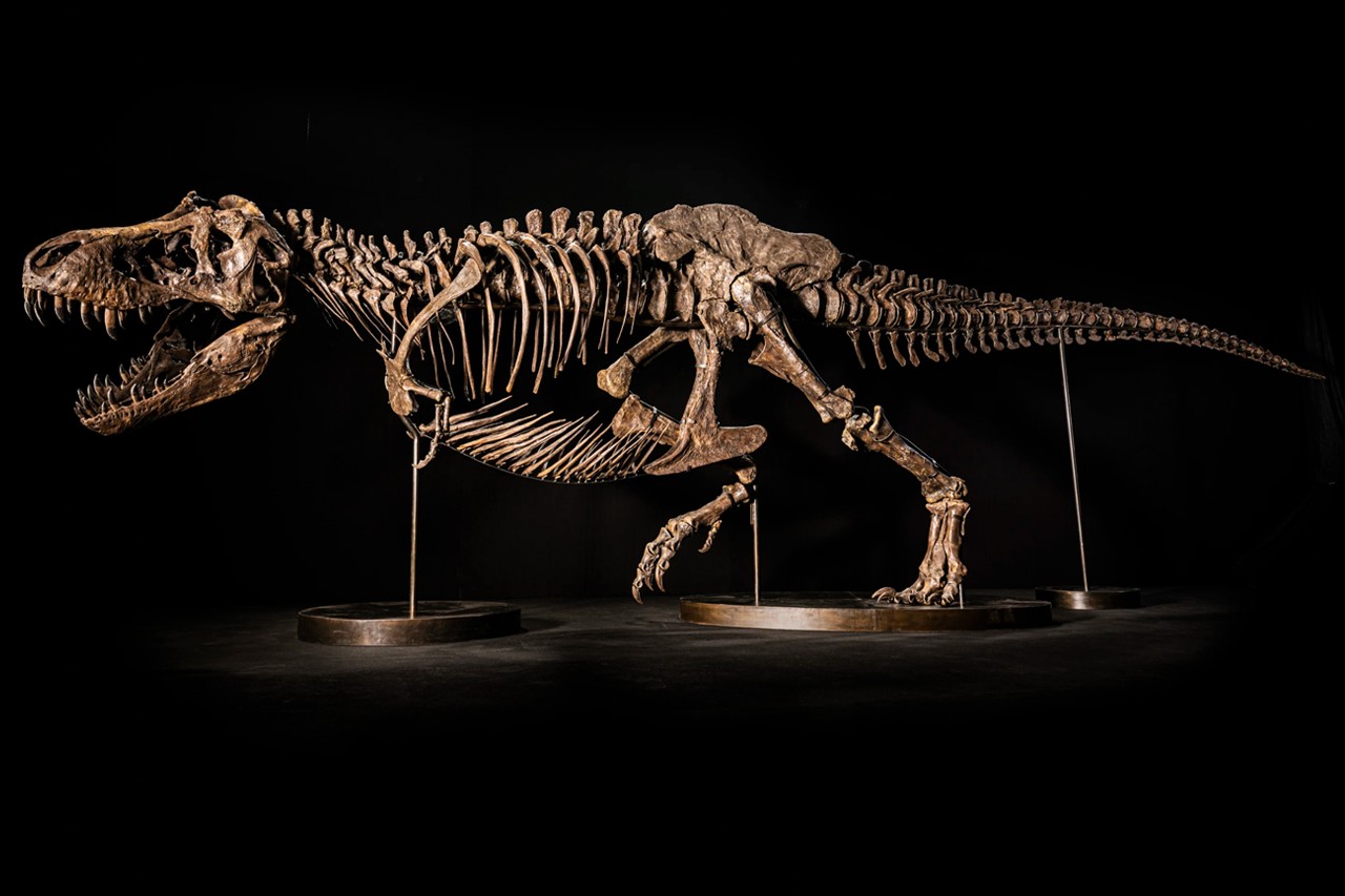 Se canceló la controversial subasta de un esqueleto de Tyrannosaurus rex