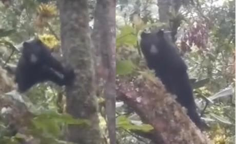 Video: osos captados en cámara causaron fascinación en Santander