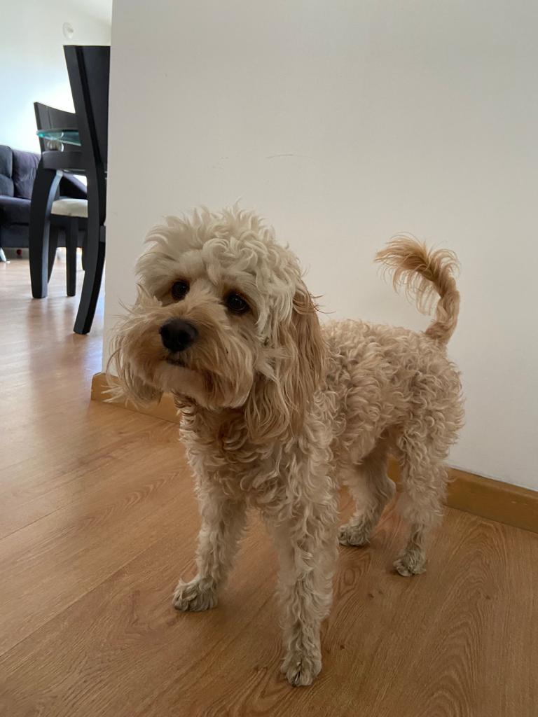 Coco tiene pelaje entre blanco y dorado, es de tamaño mediano y tiene el pelo crespo.