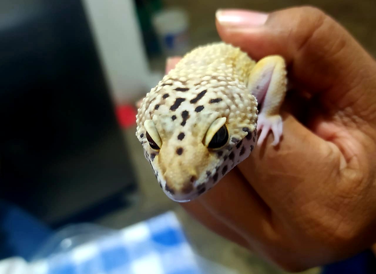 Encontraron dos reptiles de Medio Oriente en encomienda que iba para Cali