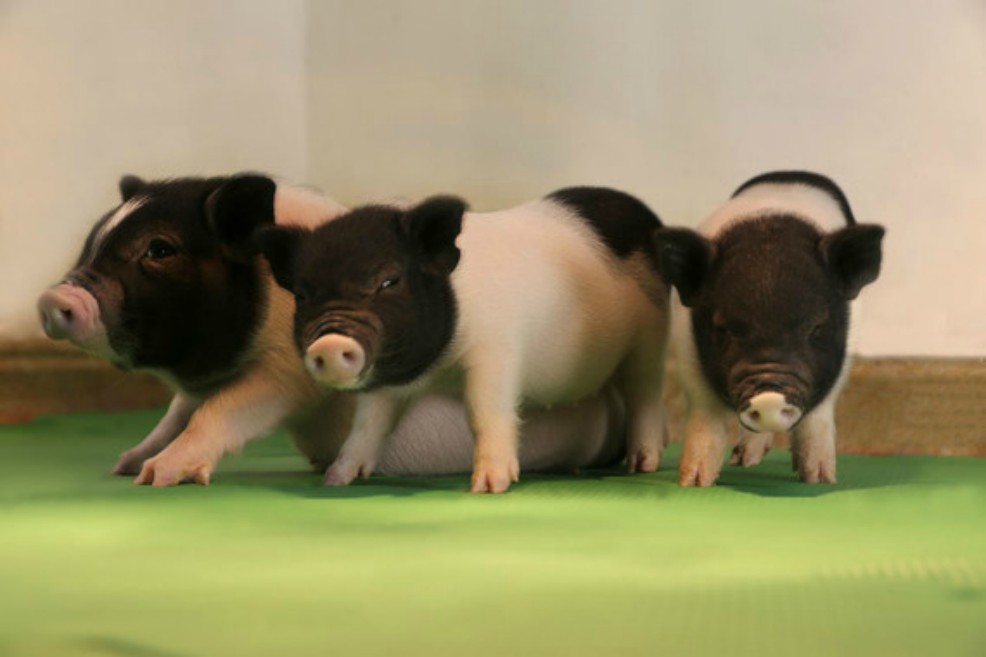 Primeros cerdos clonados sin retrovirus, posibles donadores de órganos