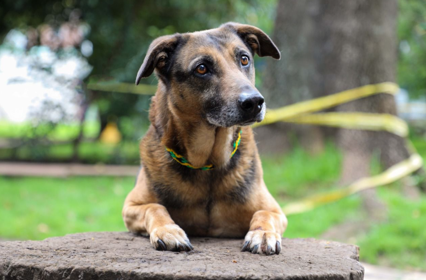 Adopción en Bogotá y Cundinamarca: estos animales buscan un hogar