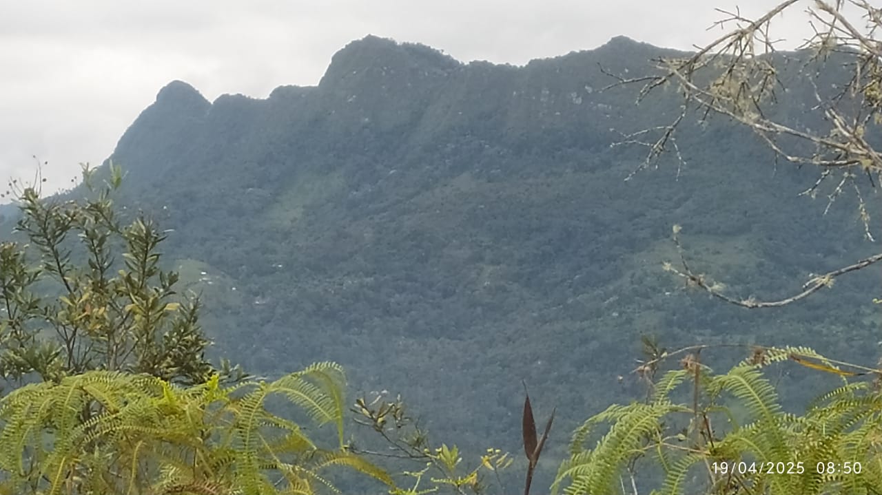 Quininí
