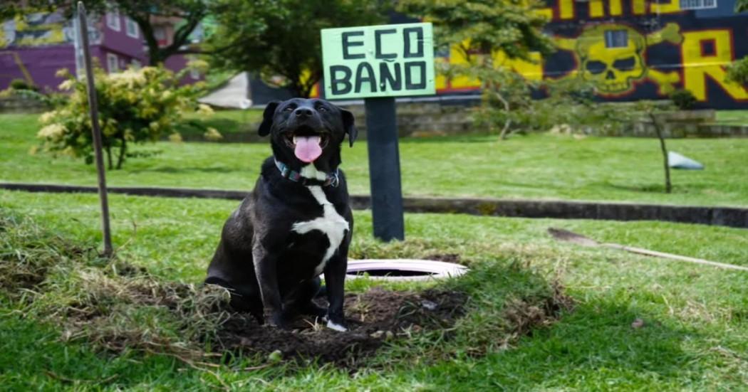 Así son los nuevos baños para mascotas inaugurados en Bogotá: ¿cómo funcionan?