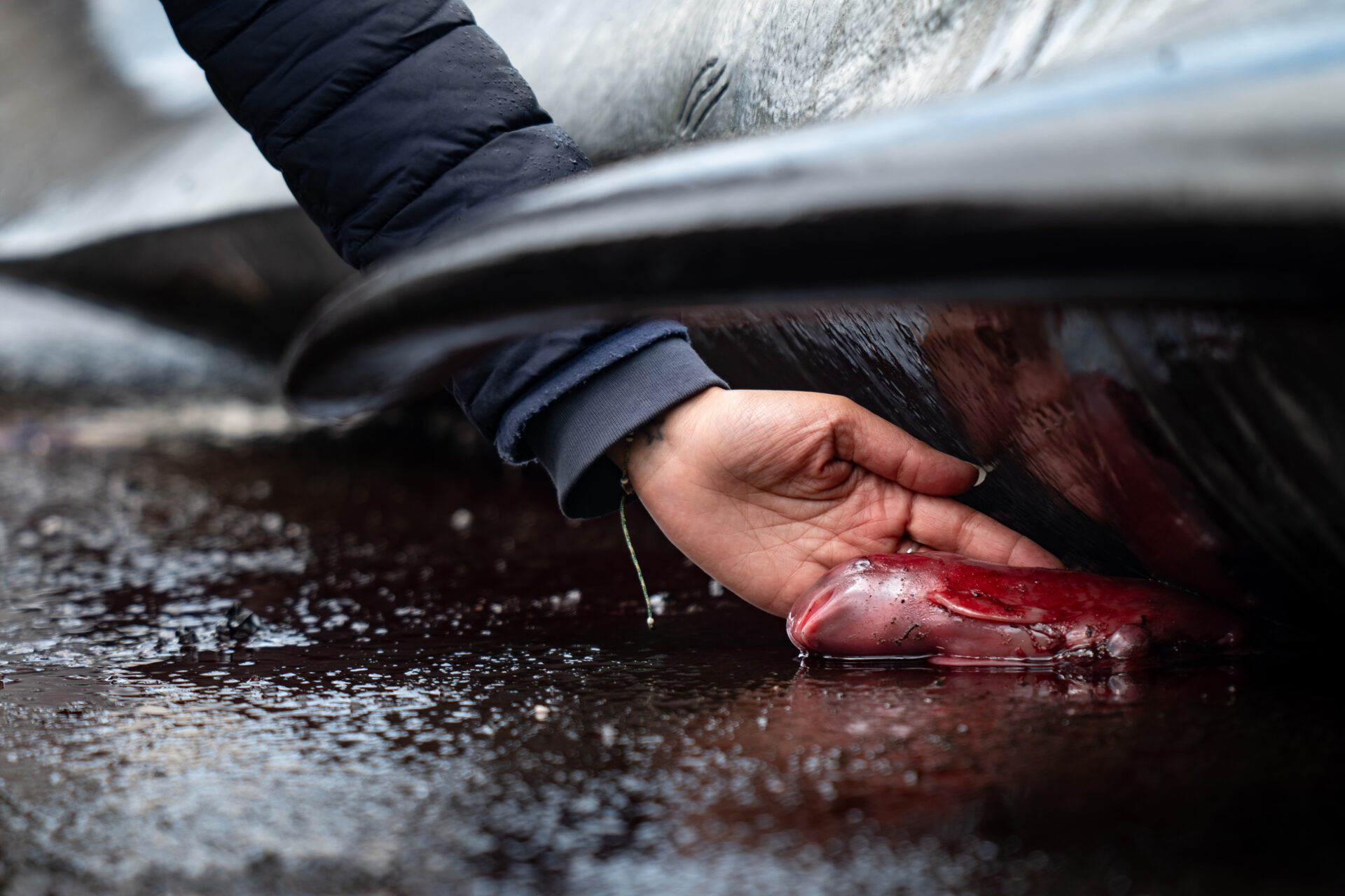 Estas son las fotografías ganadoras del premio Ocean Photographer of the Year.