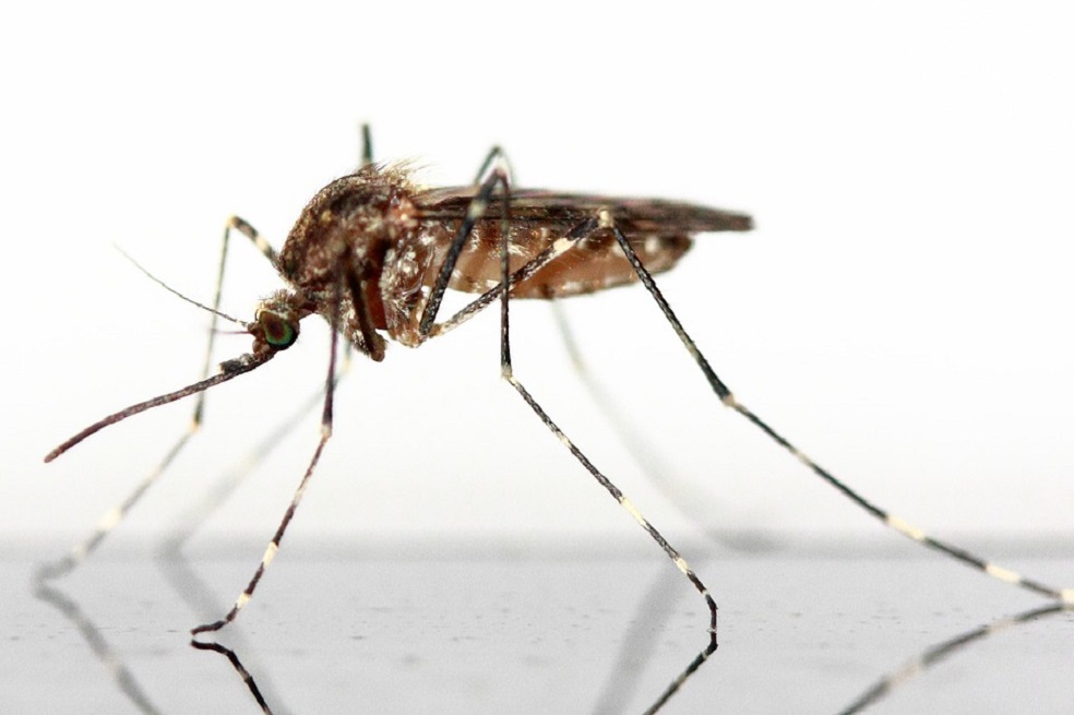 Encuentran el «mayor mosquito» del mundo, con 11 cm de envergadura, en China