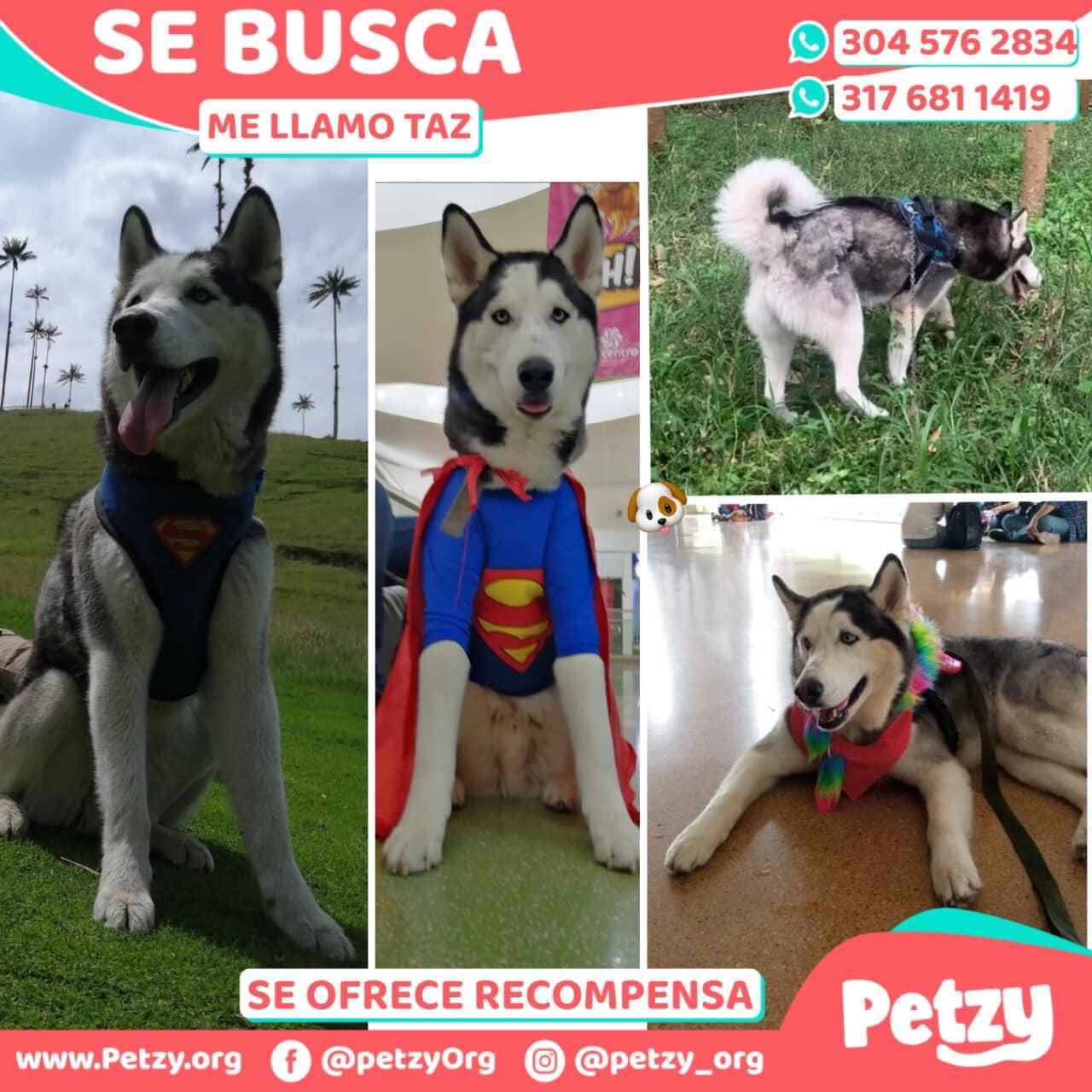 Taz es un husky siberiano de cuatro años.