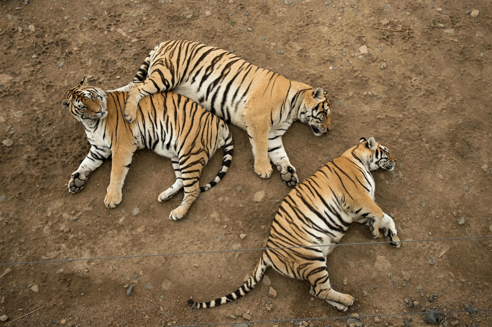 China legaliza el comercio de productos a base de tigre o rinoceronte