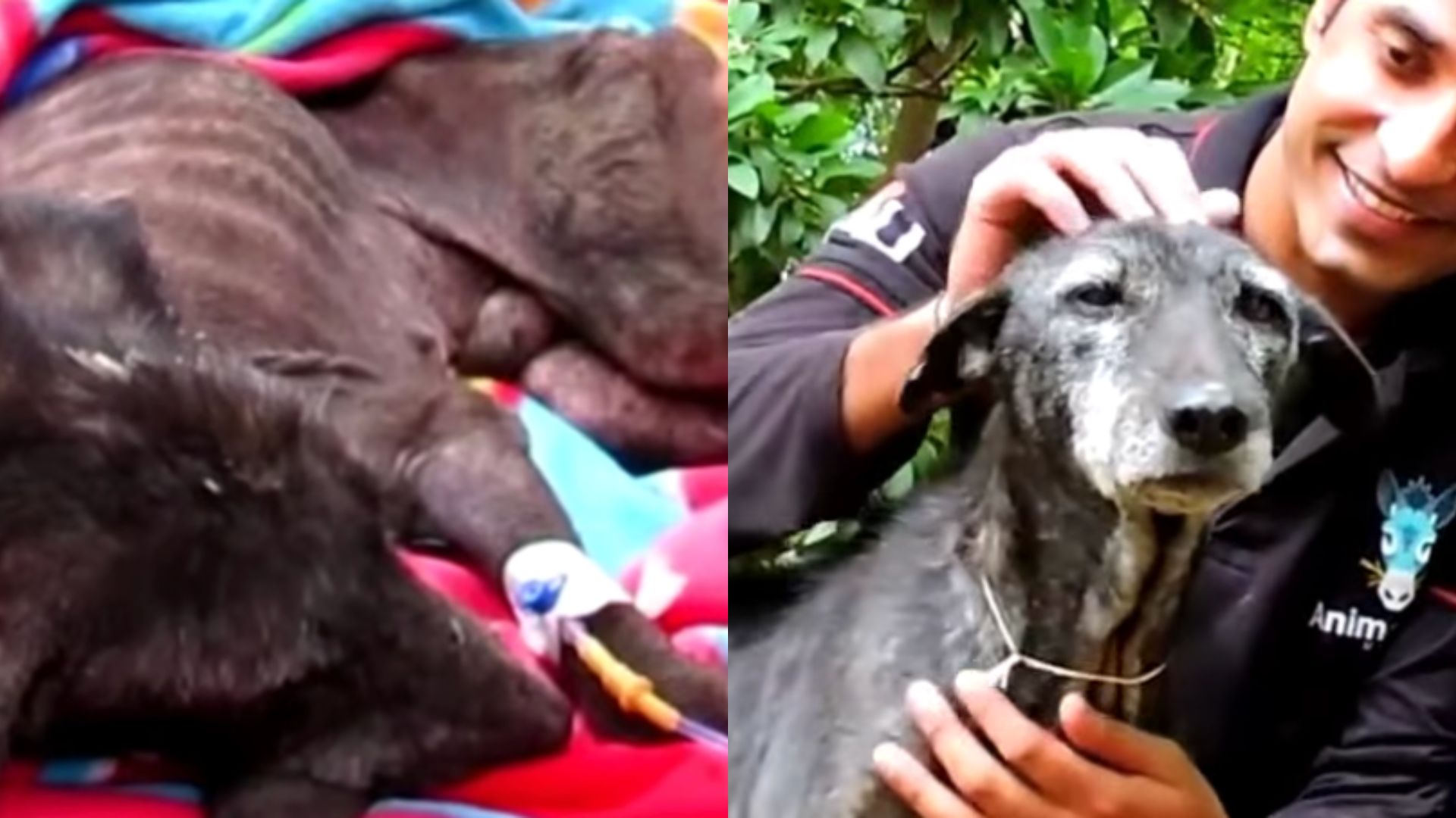 Rescatan y salvan a perro que estaba a punto de morir: así luce ahora