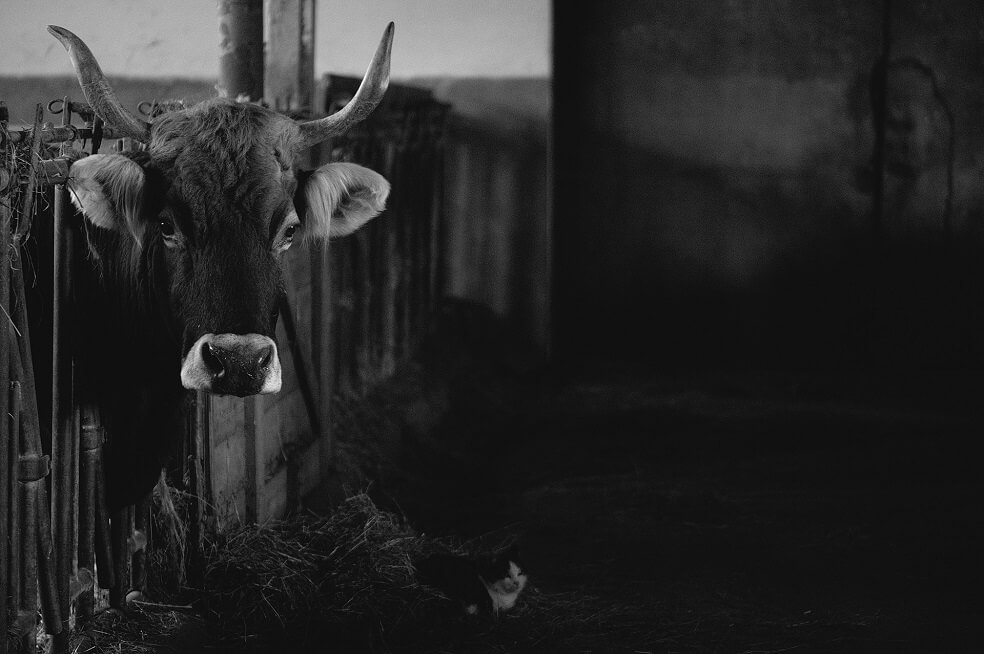 Radican proyecto de ley para acabar con exportación marítima de animales vivos para sacrificio