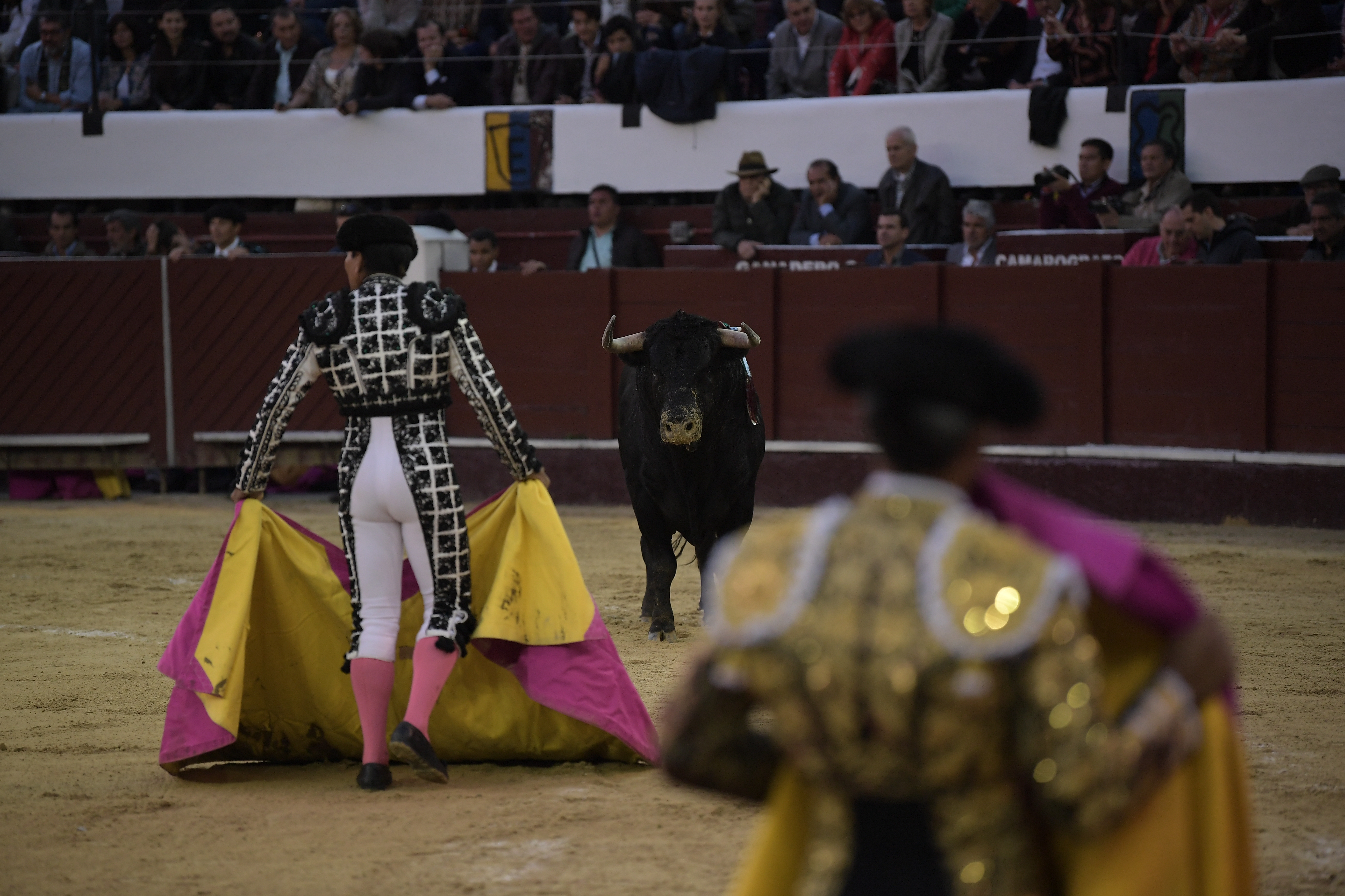 ¿Prohibir las corridas de toros a menores de 16 años? Esto proponen en Francia