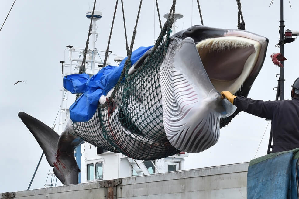Japón vuelve a cazar ballenas con fines comerciales tras 30 años de prohibición