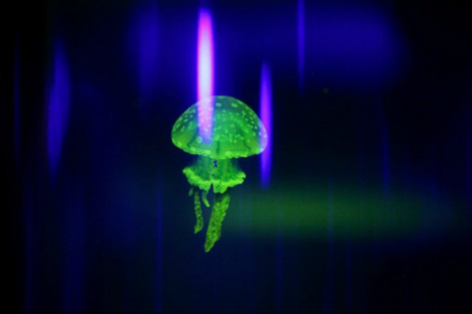 Medusas de Japón aparecen en el Mediterráneo
