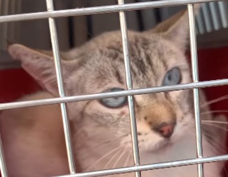 Tras cuatro años en refugio adoptan a Mika, pero la devuelven a los pocos días