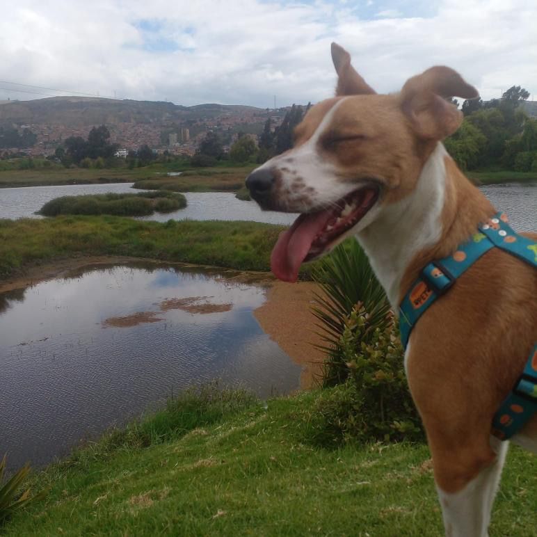 ¡Anímese y adopte! Estos perros y gatos buscan un nuevo hogar
