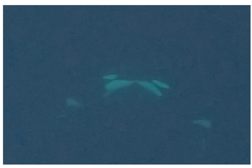Por primera vez, graban este raro comportamiento en orcas en libertad