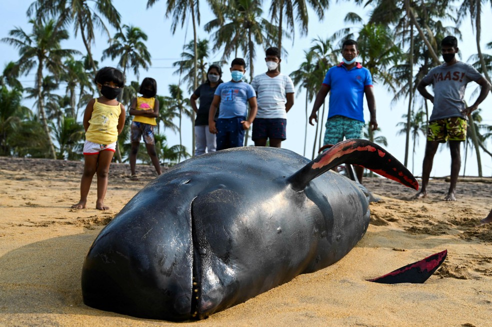 Encuentran unas 60 ballenas varadas en la costa de Sri Lanka